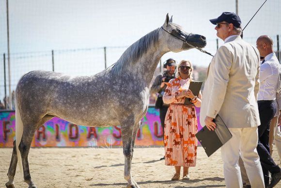 Female - Meton-07628