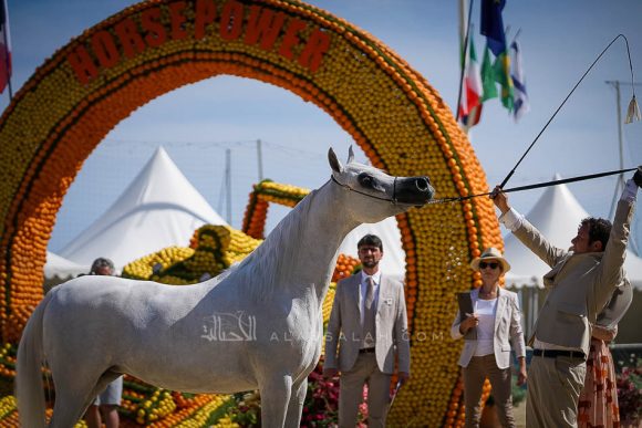 ميسا الناصر (سنان الريان x زنوبيا الناصر) مربط الناصر – قطر