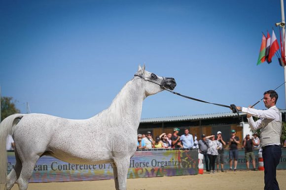 Female - Meton-07658