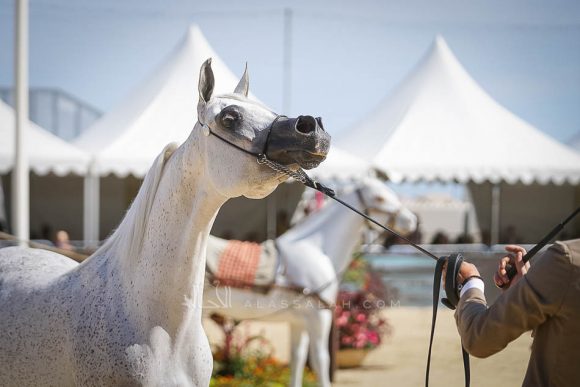 Female - Meton-07667