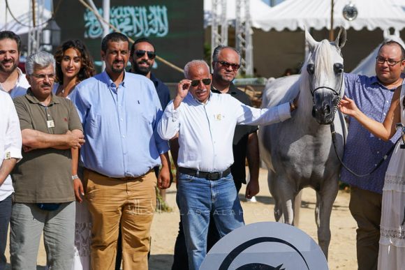 بافيرا (مراون الشقب  x  اتش بي بيسولا) مربط ابها- الكويت