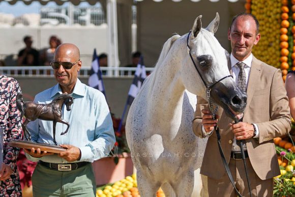 ميسا الناصر (سنان الريان x زنوبيا الناصر) مربط الناصر – قطر