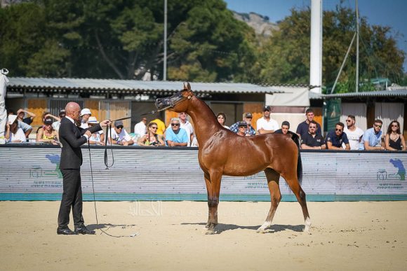 دوسر السيد (فاليدورو x ديلايتس ديفا ار بي) مربط السيد – السعودية