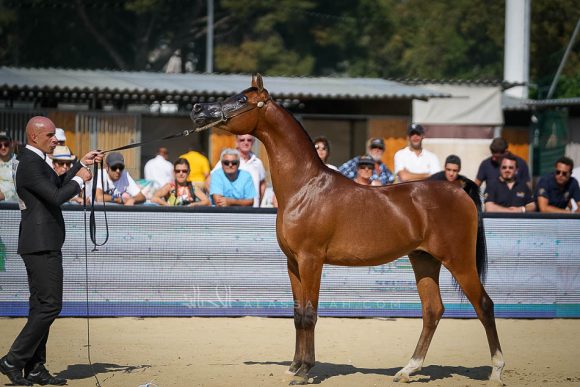 دوسر السيد (فاليدورو x ديلايتس ديفا ار بي) مربط السيد – السعودية