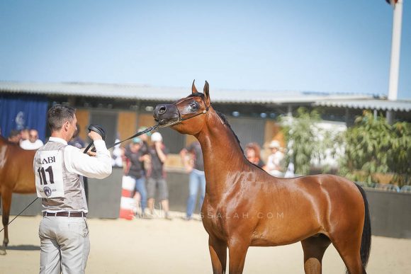 دي مزيان (اف ايه الرشيم  x  دي مزايا) مربط دبي – الإمارات