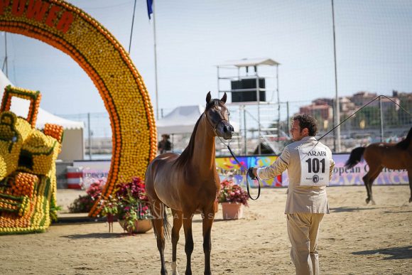 زهير الشقب (أي ام ايه ماجيك ون x كحيلة الشقب) مربط الشقب – قطر