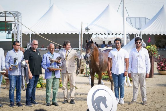 زهير الشقب (أي ام ايه ماجيك ون x كحيلة الشقب) مربط الشقب – قطر