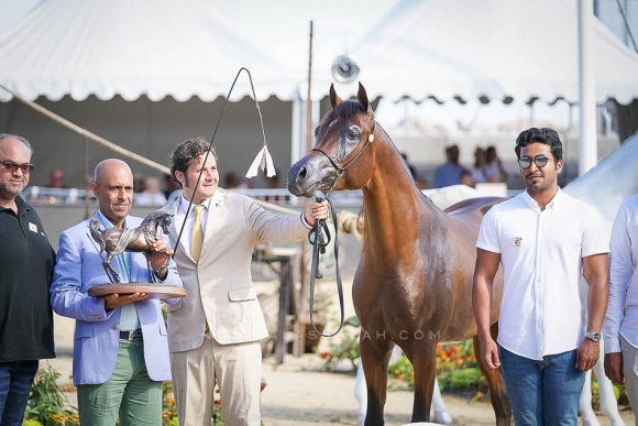 زهير الشقب (أي ام ايه ماجيك ون x كحيلة الشقب) مربط الشقب – قطر