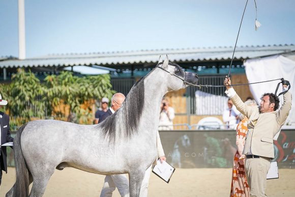 فيجارو (وادي الشقب x شيرين باي ايشا) مزرعة الجاسيمية – قطر