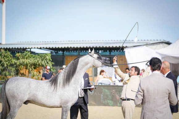 فيجارو (وادي الشقب x شيرين باي ايشا) مزرعة الجاسيمية – قطر