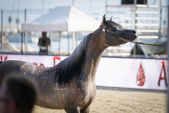 إي كي اس فراج (ابن فريد x إي كي اس بنت حلوة) مربط الخشاب – الكويت