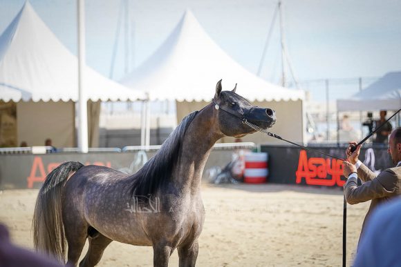 إي كي اس فراج (ابن فريد x إي كي اس بنت حلوة) مربط الخشاب – الكويت
