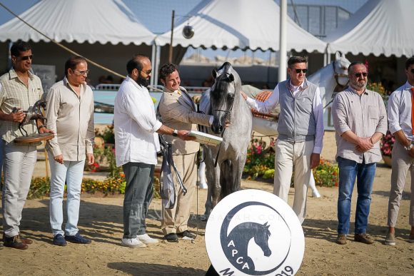 فيجارو (وادي الشقب x شيرين باي ايشا) مزرعة الجاسيمية – قطر