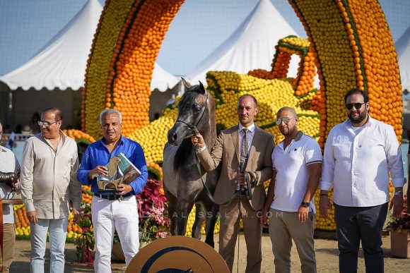 إي كي اس فراج (ابن فريد x إي كي اس بنت حلوة) مربط الخشاب – الكويت