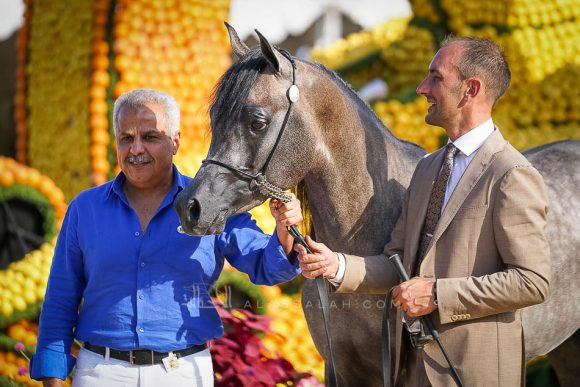 إي كي اس فراج (ابن فريد x إي كي اس بنت حلوة) مربط الخشاب – الكويت