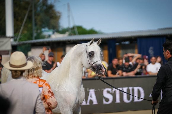 شنقهاي إي ايه (دبليو اتش جستس x  سليمة اي ايه) مربط عجمان – الإمارات