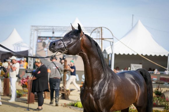 سلطان الزبارا (غزال الشقب x انرا الشقب) مربط ابها – الكويت