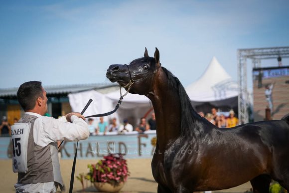سلطان الزبارا (غزال الشقب x انرا الشقب) مربط ابها – الكويت