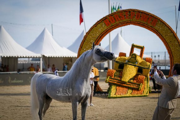 إي كي اس منصور (إي كي اس الياهندرو x  إي كي اس فطينة) مربط الشحانية