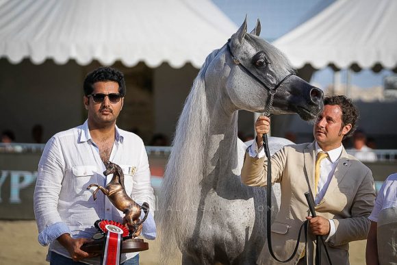 إي كي اس منصور (إي كي اس الياهندرو x  إي كي اس فطينة) مربط الشحانية