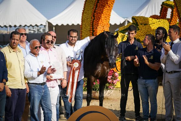 سلطان الزبارا (غزال الشقب x انرا الشقب) مربط ابها – الكويت