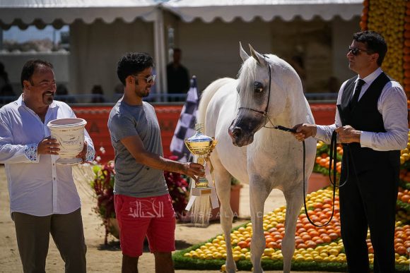 شنقهاي إي ايه (دبليو اتش جستس x  سليمة اي ايه) مربط عجمان – الإمارات