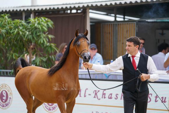 منتون 2019Meton-03535