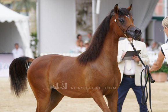 منتون 2019Meton-03569