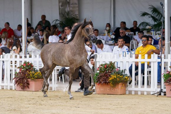 منتون 2019Meton-03593