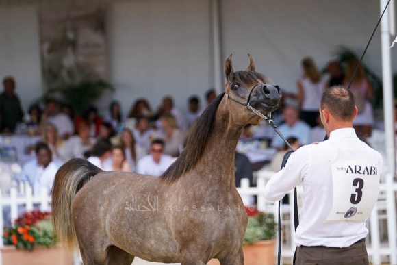 منتون 2019Meton-03638