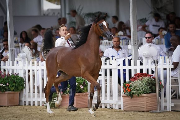 منتون 2019Meton-03649