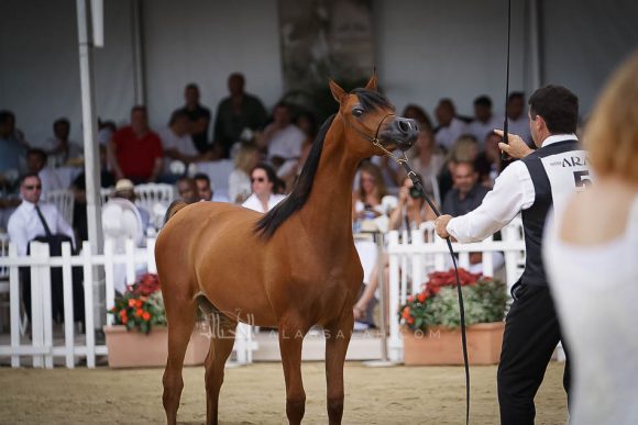 منتون 2019Meton-03688