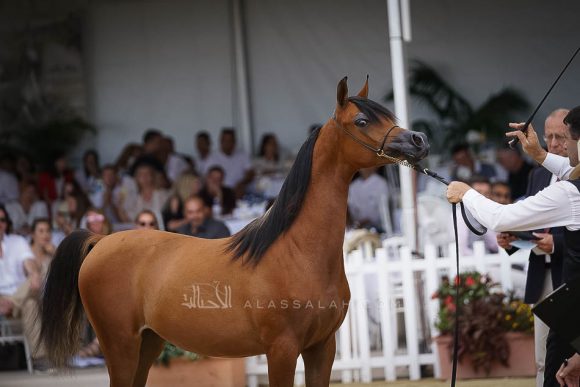 منتون 2019Meton-03697