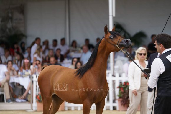 منتون 2019Meton-03704