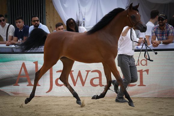 منتون 2019Meton-03712