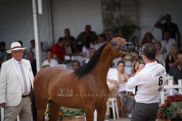 منتون 2019Meton-03726