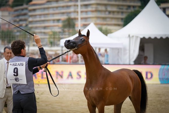 منتون 2019Meton-03740