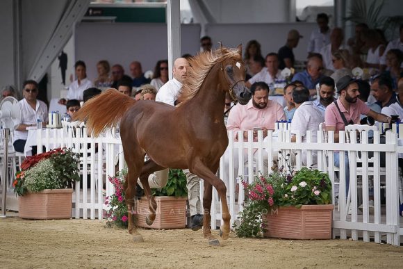 منتون 2019Meton-03750