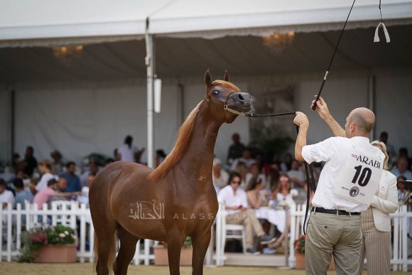 منتون 2019Meton-03766