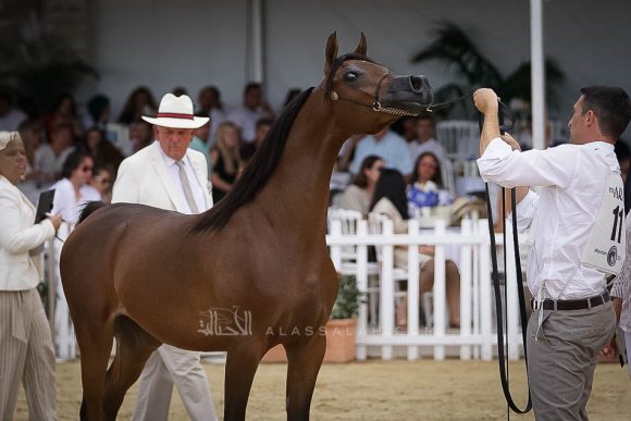 منتون 2019Meton-03810