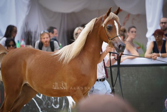 منتون 2019Meton-03911