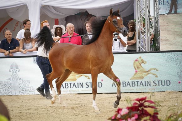 منتون 2019Meton-03936