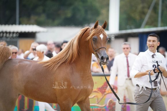 منتون 2019Meton-03945