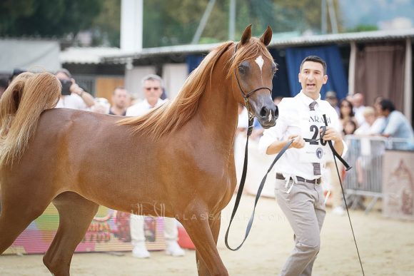 منتون 2019Meton-03947