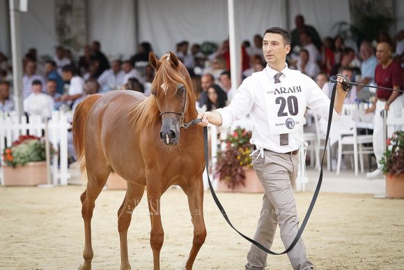 منتون 2019Meton-03972