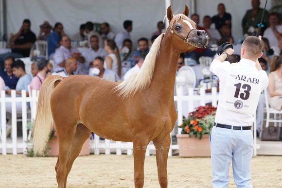 منتون 2019Meton-04002