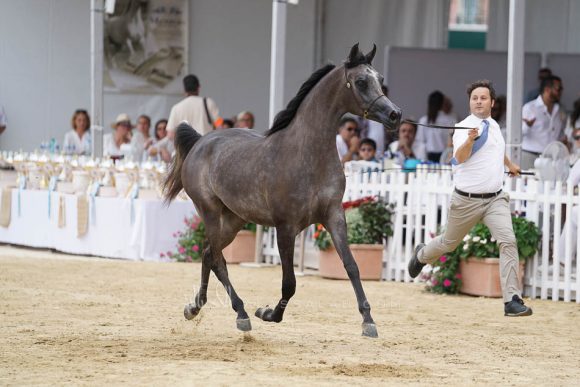 منتون 2019Meton-04025