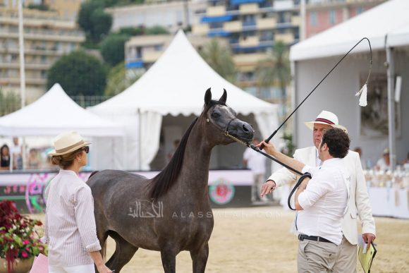 منتون 2019Meton-04042