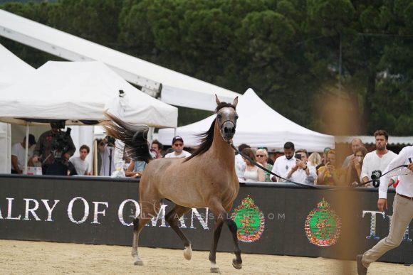 منتون 2019Meton-04047