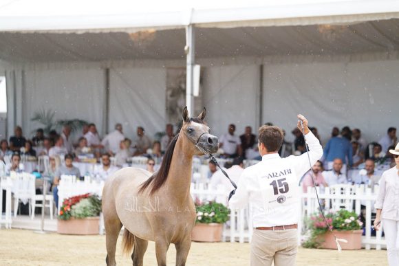 منتون 2019Meton-04061